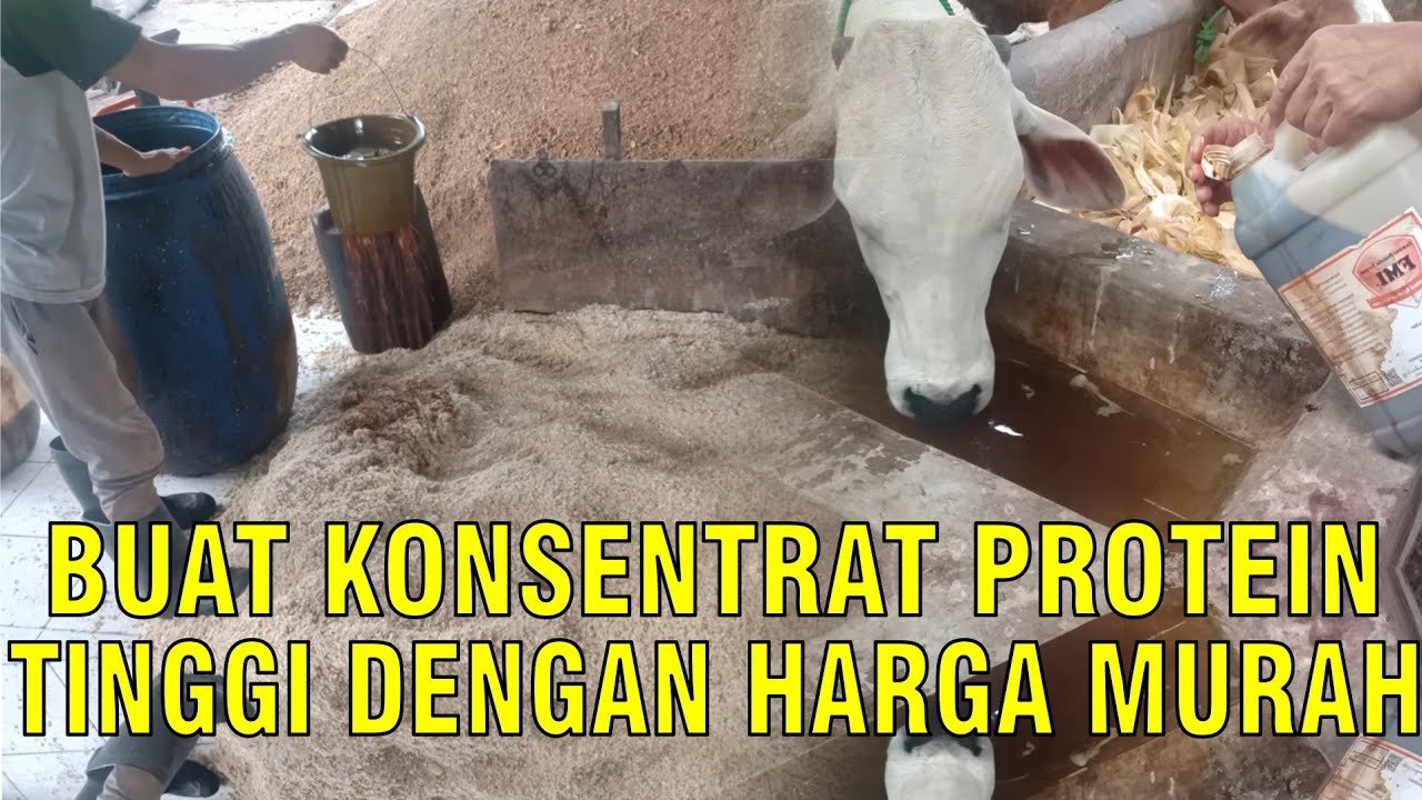 
                                 Konsentrat-Murah-Tinggi-Protein-Pakan-Ternak-Sapi